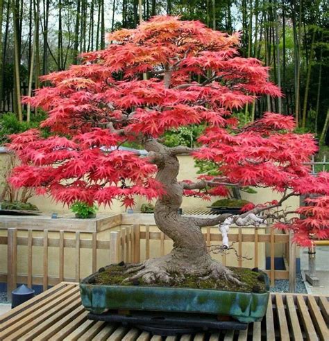 acer rubrum bonsai ağacı
